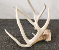 Whitetail Deer Antlers- 5x4 - 3