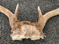 Whitetail Deer Antlers- 5x4 - 4