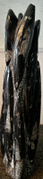 Orthoceras Fossil - 2