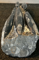 Orthoceras Fossil - 4