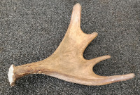 Moose Antler "My Card Take One" Desk Stand - 2