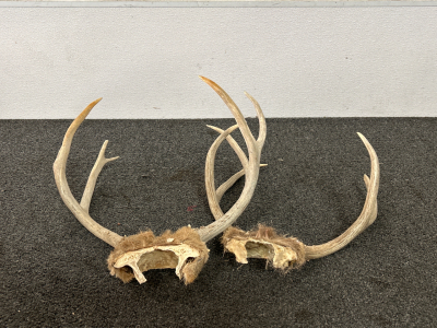 Pair of Deer Antlers