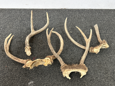 Small Deer Antlers