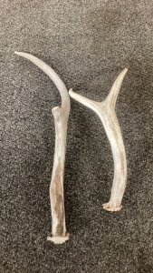 (2) Antler Pieces