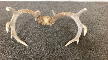 6x5 Point Deer Antlers