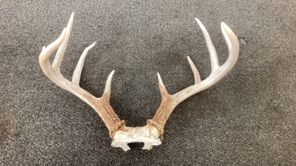 5x5 Point Deer Antlers