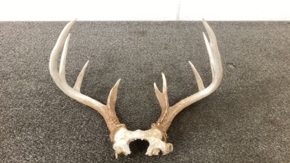 5x6 Point Deer Antlers