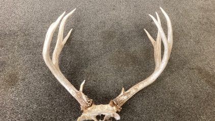 5x5 Point Deer Antlers