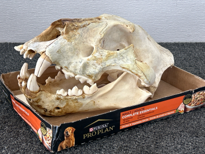 Bear Skull