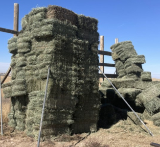 Valley East Fields (174) Bales Grass Hay- Located South of Boise