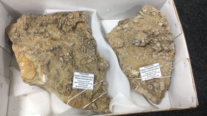 Large Fossils