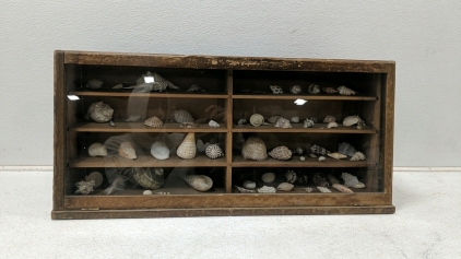 Display Case with Sea Shells