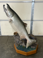 46" King Salmon On Rolling Stand