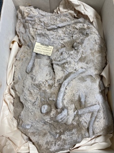 16.5 Lb Fossil Crinoid Plate