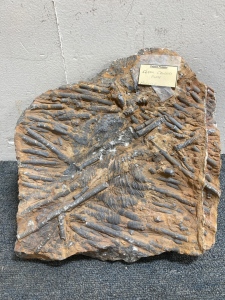 Large 17lb Fossil Plate