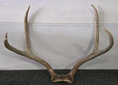 2x2 Deer Antler