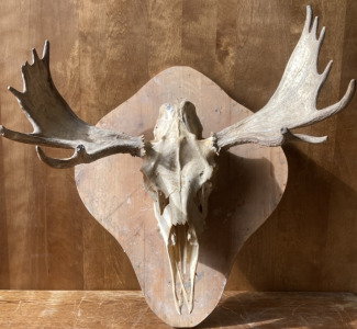 Moose Skull Mount