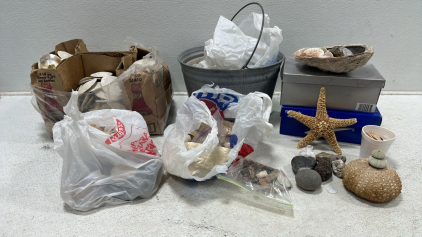 Large Collection of Sea Shells, Sand Dollars, Starfish, Rocks, and More Ocean Collectibles