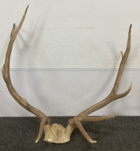 4x4 + Eye Guard Elk Antlers