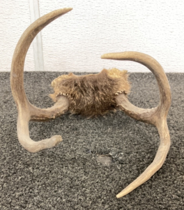 2x2 Deer Antlers