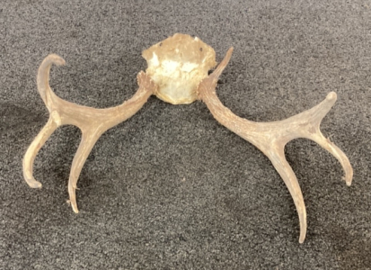 5x4 Deer Antlers