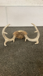 4x4 Deer Antlers