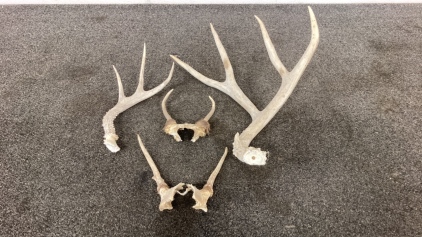 Deer Antlers Assortment