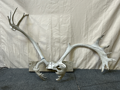 Large Set Of Caribou Antlers