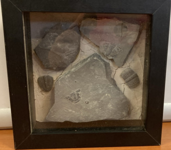 Framed Fossils