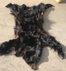 Bear Rug