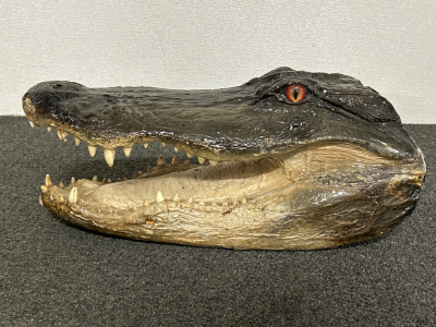 18" Alligator Head