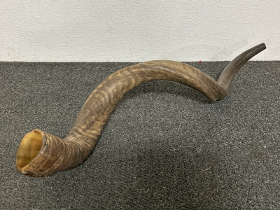 29" Kudu Horn