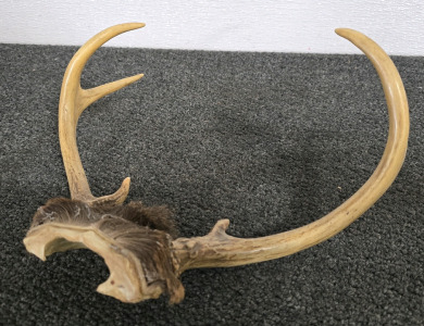 2x2 Deer Antlers On Skull Plate