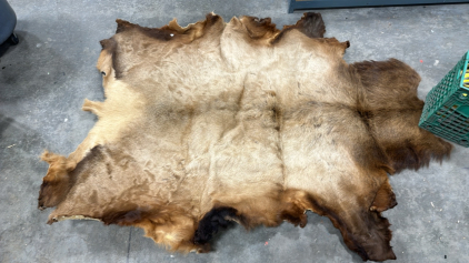 Large Elk Hide