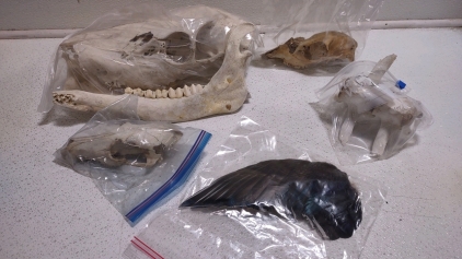 (3) Assorted Animal Skulls, (1) Unknown Bird Wing & (1) Bag of (2) Unknown Spine Pieces