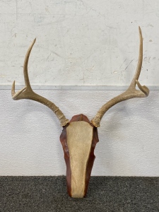 Pair of Antlers