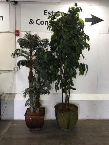 (2) Large decor Plants