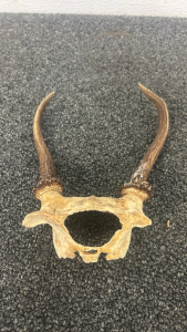 1x1 Antlers