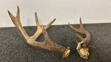 5x3 Antlers