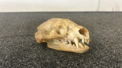 Badger Skull