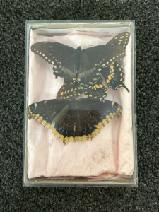 (3) Full Butterfly Specimens