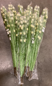 12 Bundles Of Onion Grass Dandelion Decor