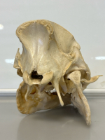 Wild Boar Skull with Tusks - 4