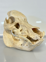 Wild Boar Skull with Tusks - 5