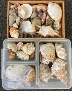 (2) Boxes of Shells