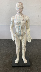 Human Acupuncture Model