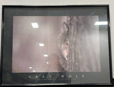 (1) Gray Wolf Art Piece By Brandenburg Photography