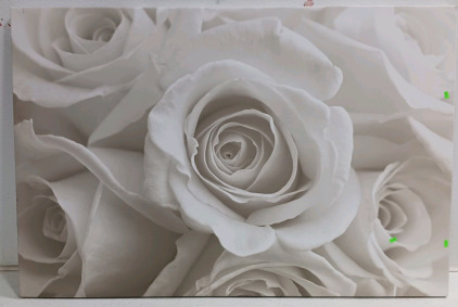 (1) White Rose Elegance - Canvas Art - 48"x32"