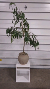 17"x 16"x 19&frac12;" Small White Stand W/ Cubbie Hole & Shelf & (1) 5'10" Tall Fake Peach Tree w/ Vase