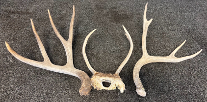 Deer Antlers